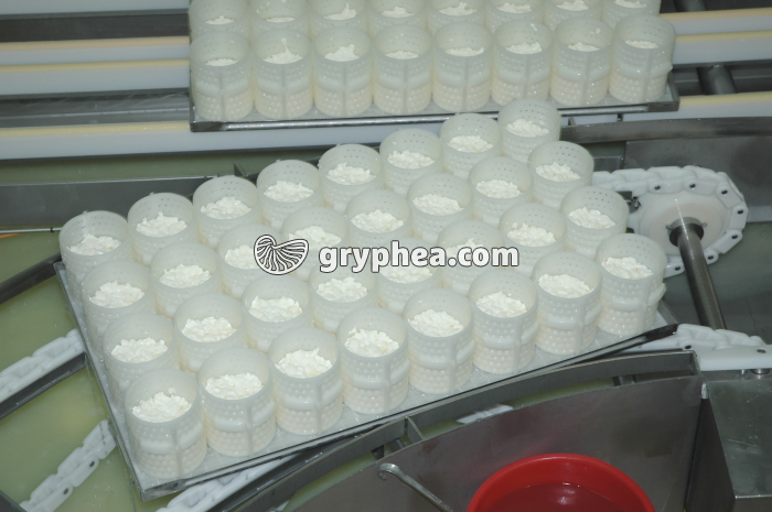 Fabrication du fromage - Egouttage du caillé en faisselles sur bande de transport - gryphea.com